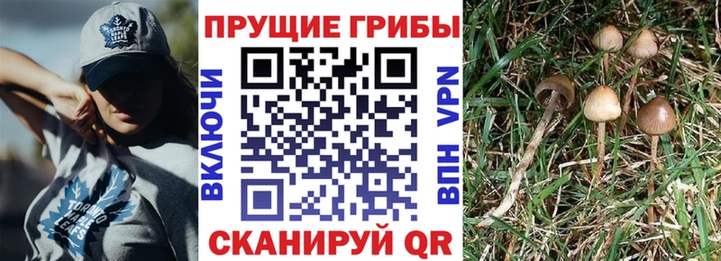 Галлюциногенные грибы Psilocybine cubensis  Бикин 